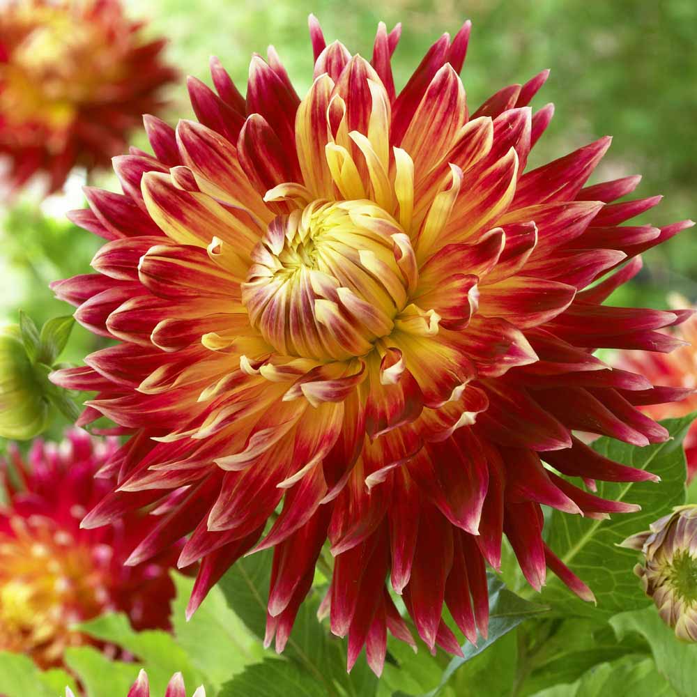 Dahlia 'Akita', Dahlia 'Akita' (Misc) in GardenTags plant encyclopedia