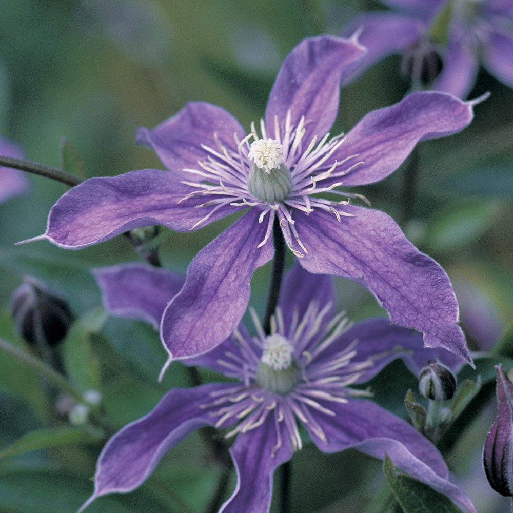 Clematis 'Arabella'