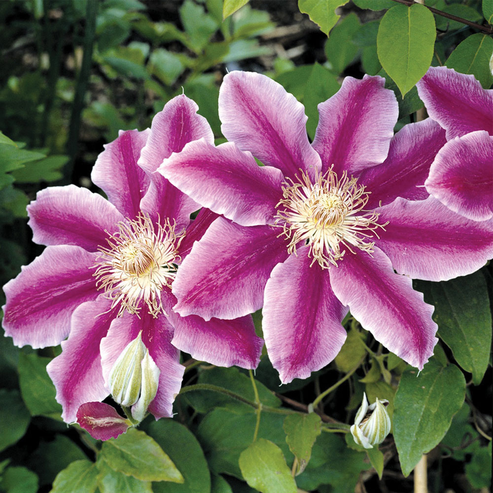 Clematis 'Dr Ruppel'