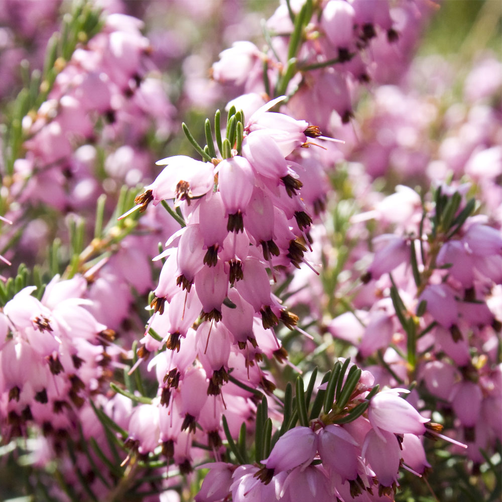 Erica x darleyensis 'Darley Dale'