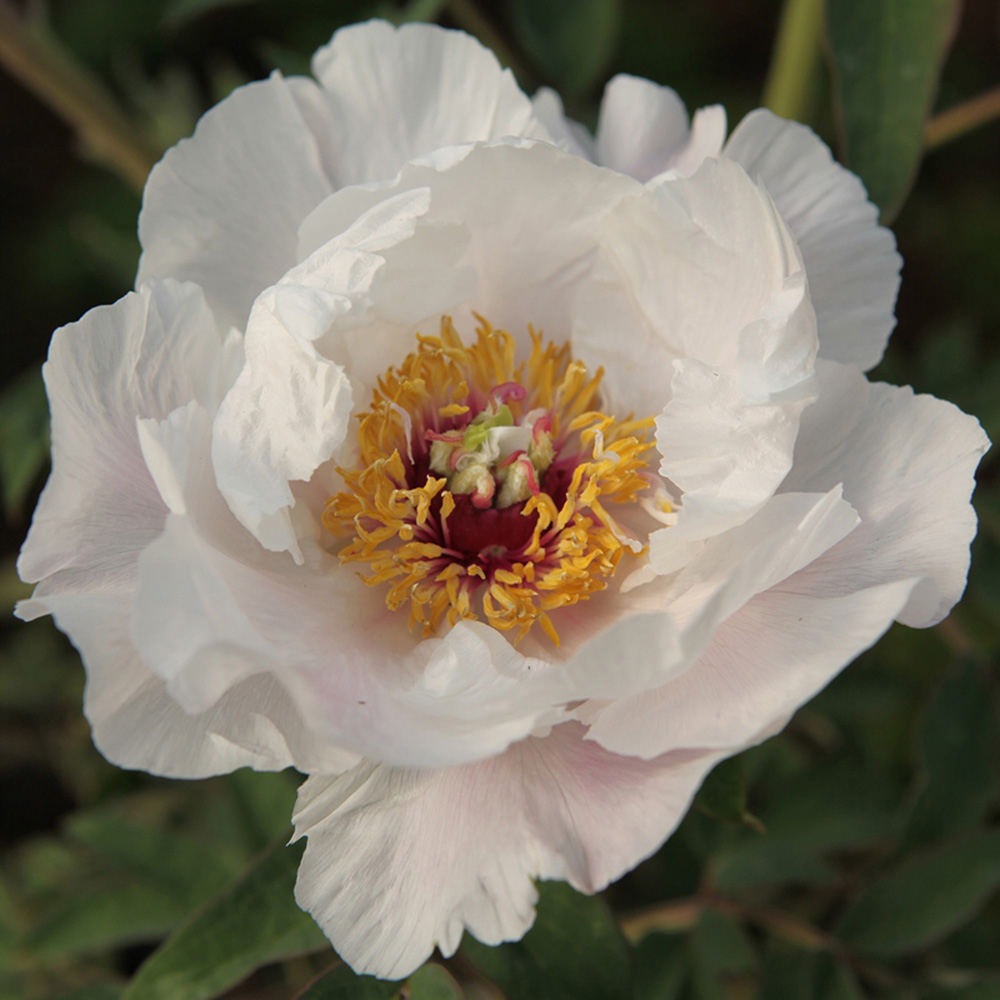 Tree Peony 'Feng Dan Bai' (White Phoenix)