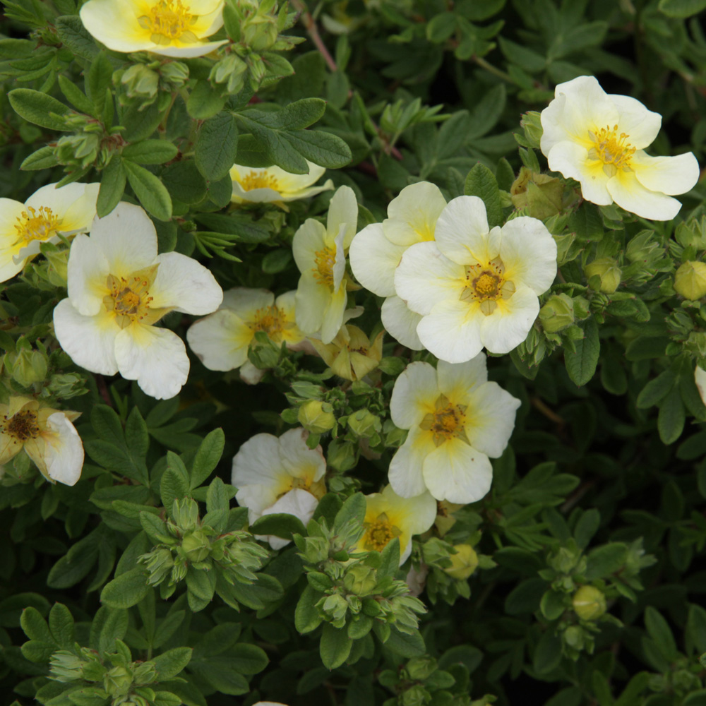 Potentilla fruticosa 'Limelight'