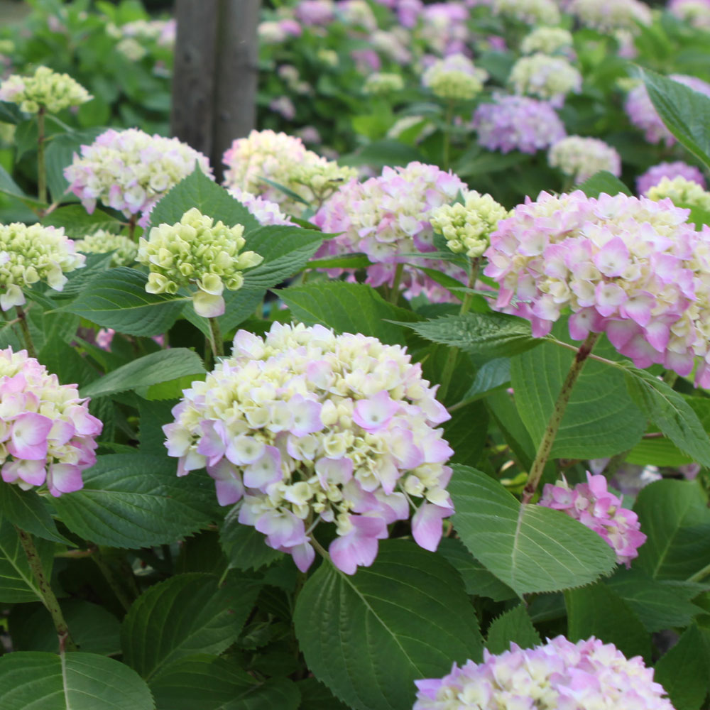 Hydrangea macrophylla 'Endless Summer - The Original'