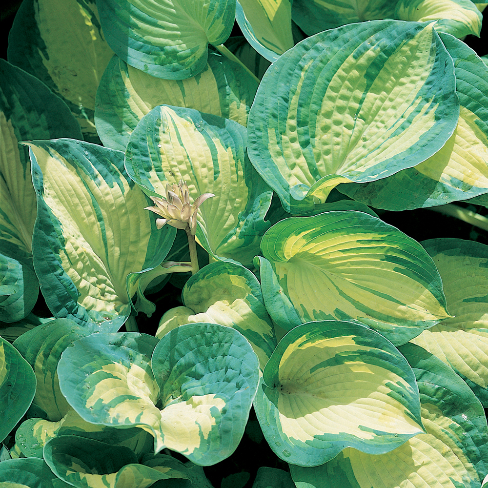 Hosta 'Great Expectations'