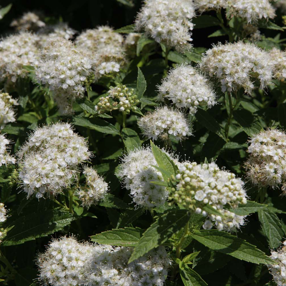 Spiraea japonica 'Albiflora'