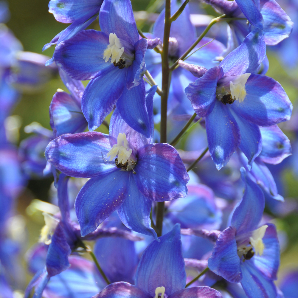 Delphinium 'Blue Bird' (Pacific Hybrid)