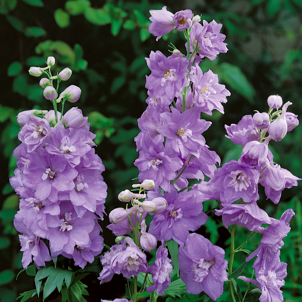 Delphinium 'Cameliard' (Pacific Hybrid)