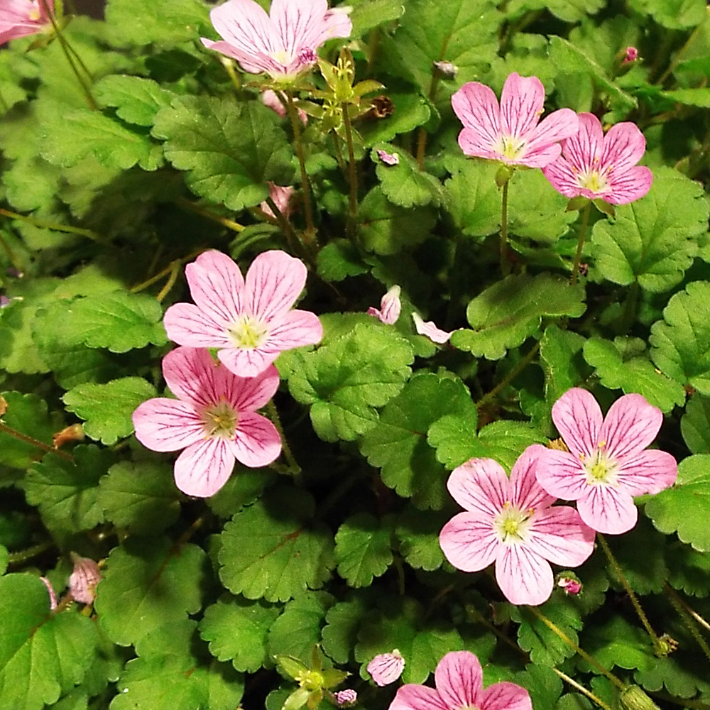 Erodium × variabile 'Roseum'