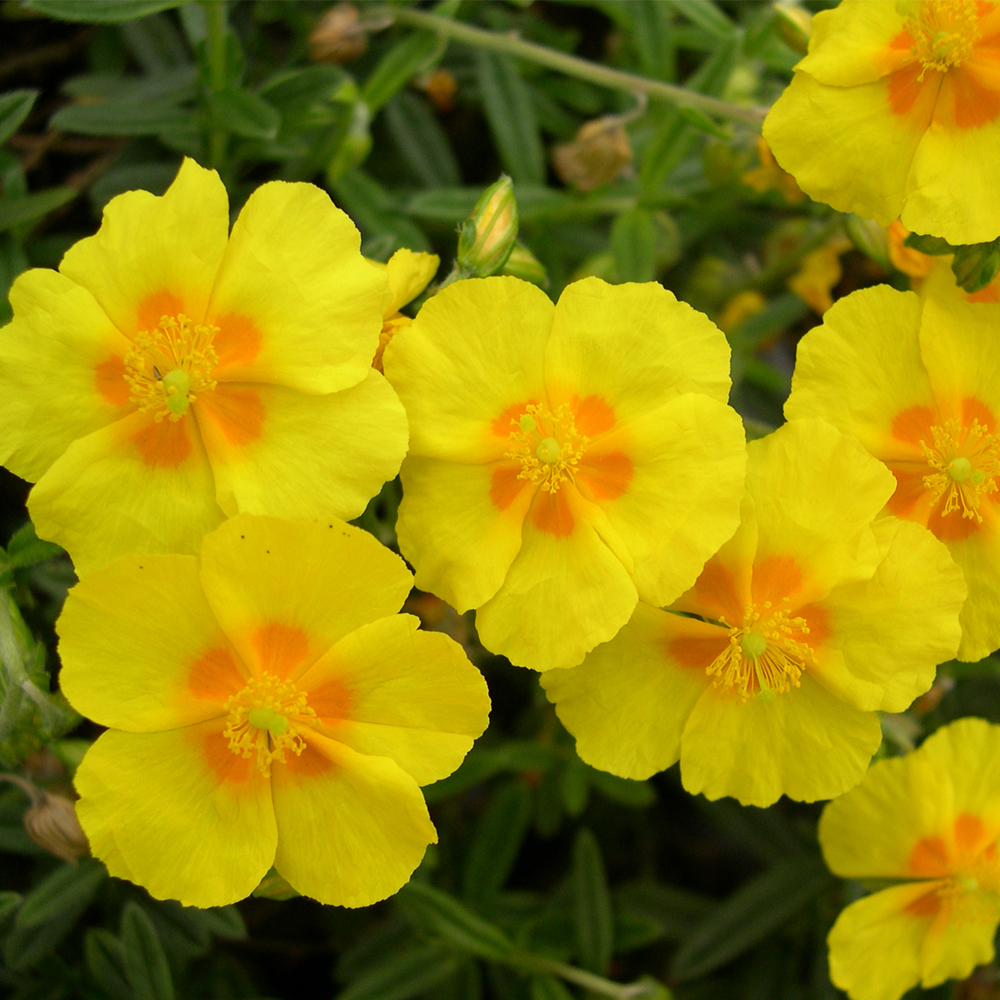 Helianthemum 'Ben Fhada'