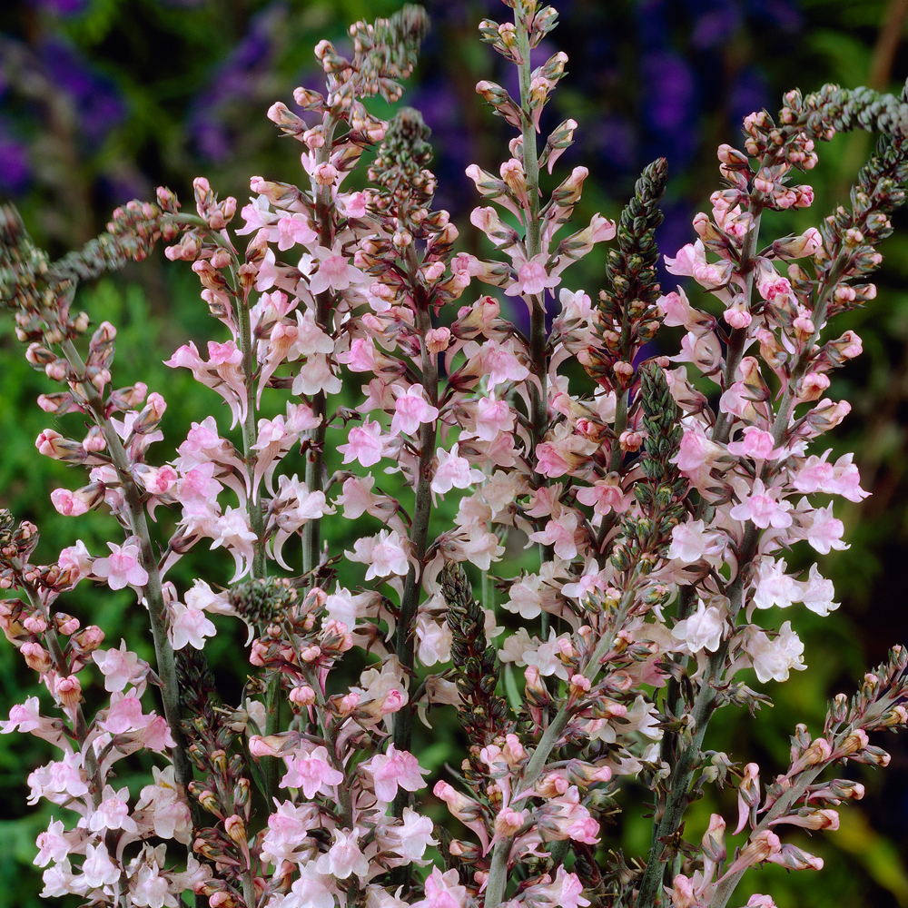 Linaria purpurea 'Canon Went'