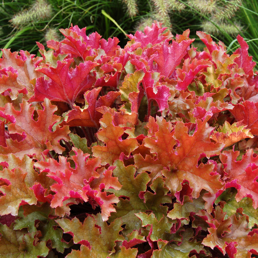 heuchera-cranberry-indian-summer-series-alumroot-cranberry-in