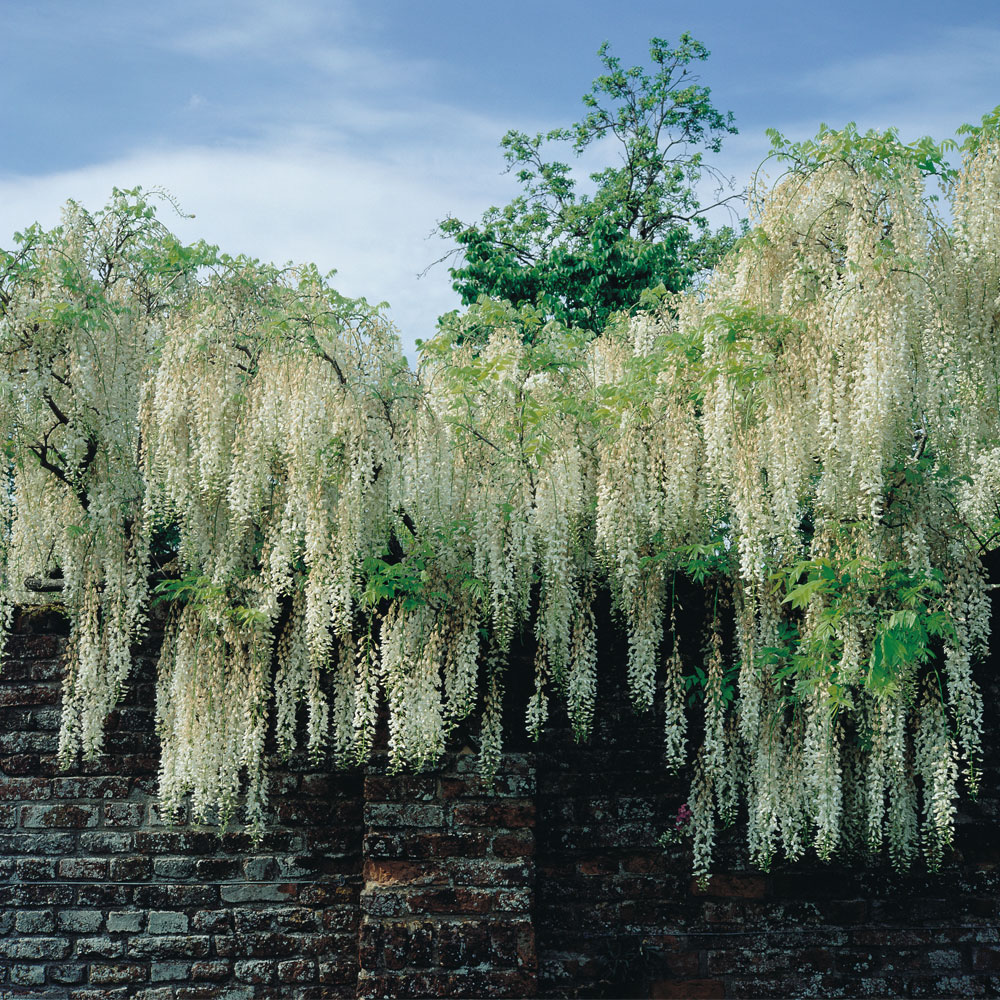 Wisteria floribunda 'Alba'