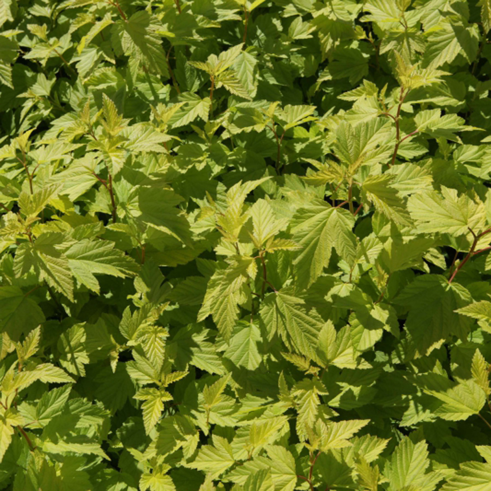 Physocarpus opulifolius 'Darts Gold'