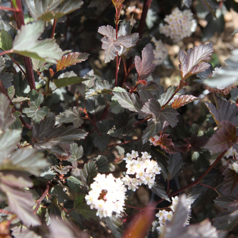 Physocarpus opulifolius 'Diabolo'