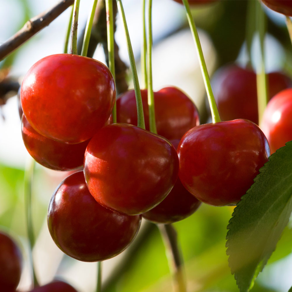 Prunus serrula var. tibetica, Tibetan cherry tree in GardenTags plant ...