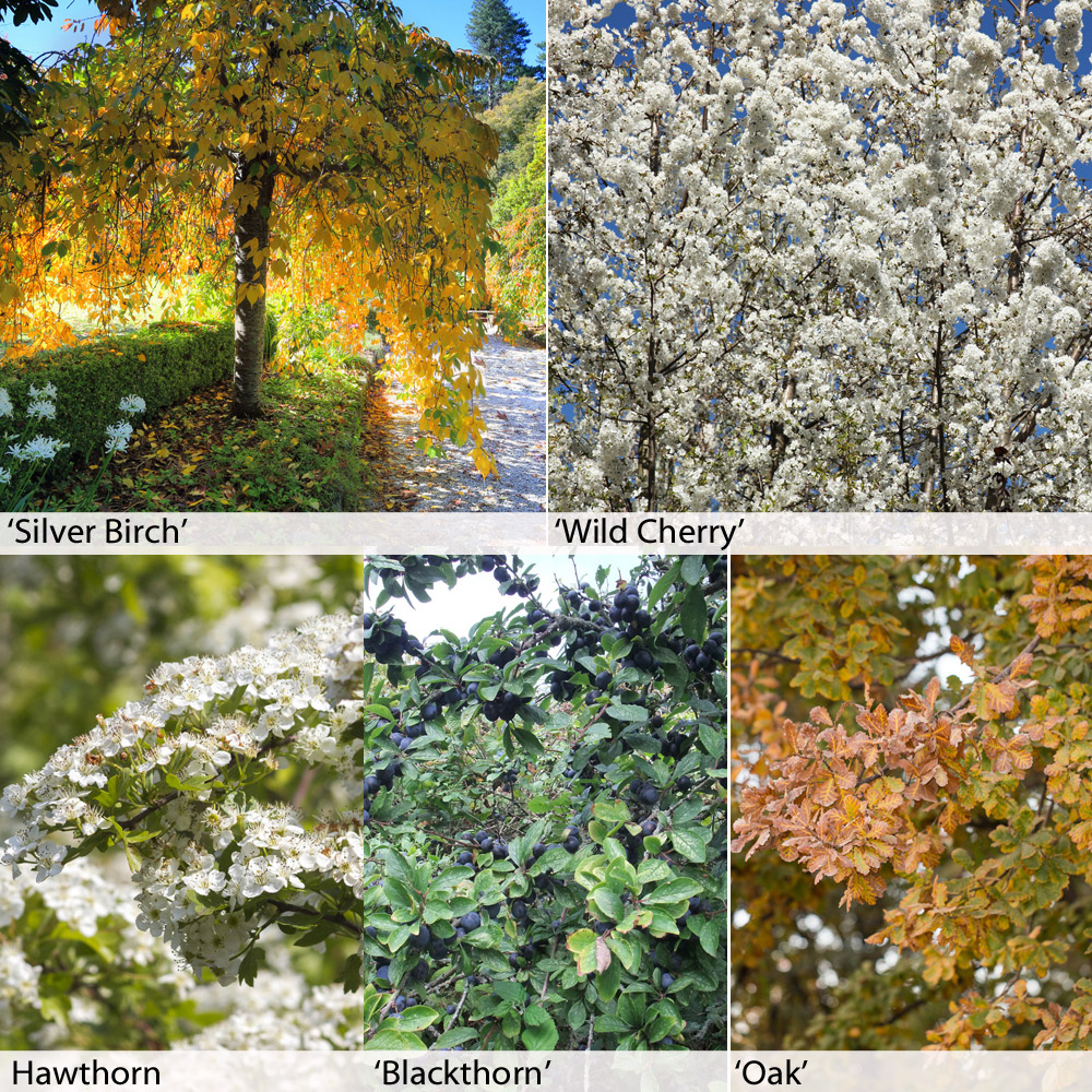 Native Hedging Collection