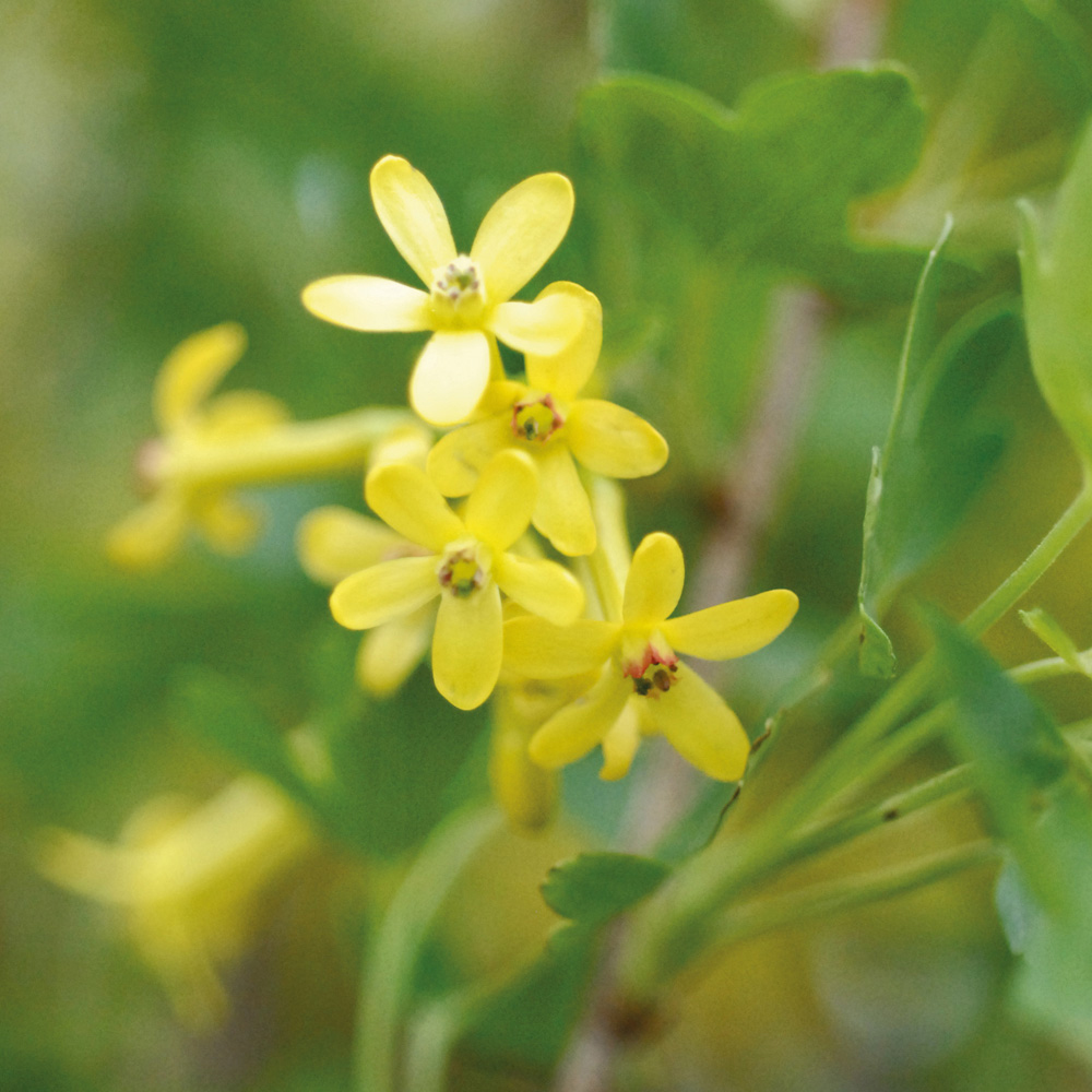 Ribes odoratum