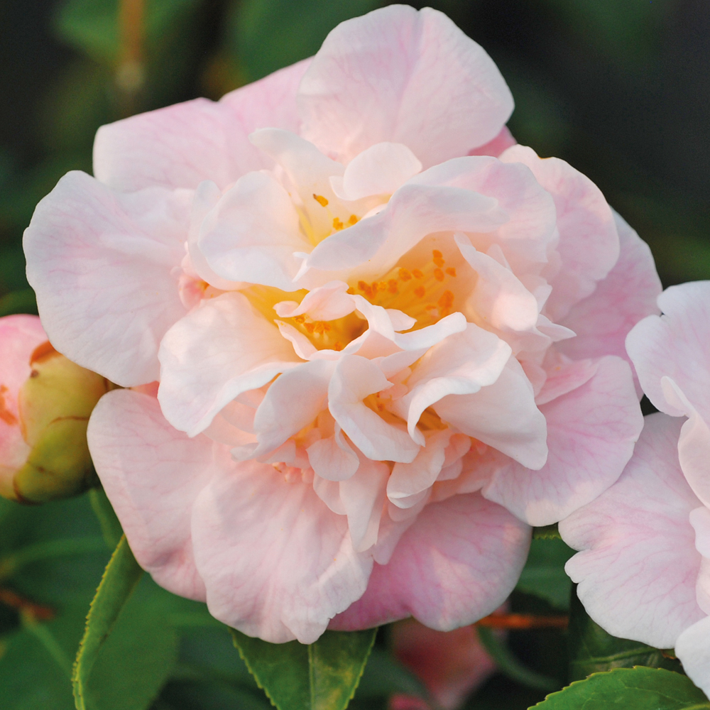 Camellia 'High Fragrance'