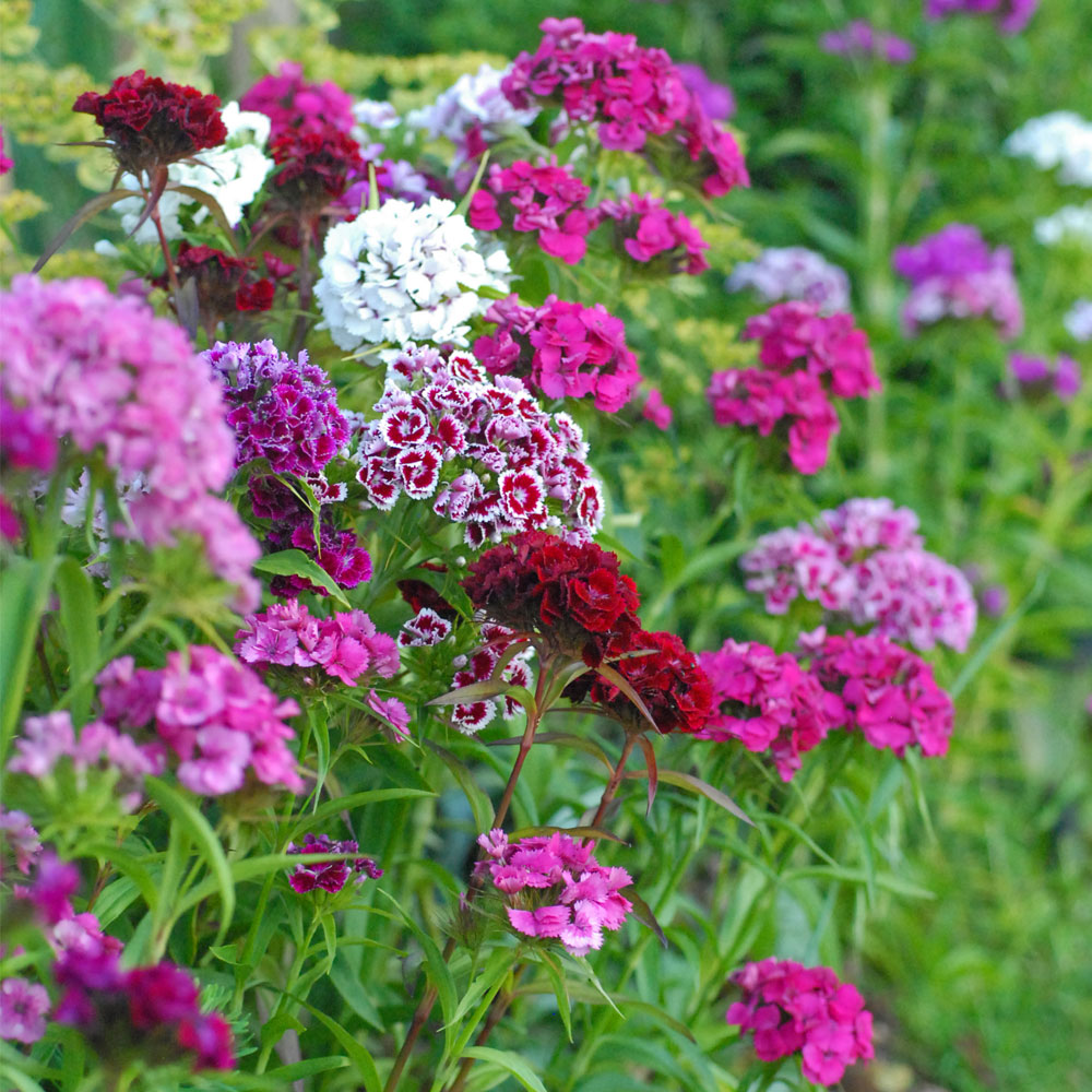 Dianthus Barbatus Sweet William In Gardentags Plant Encyclopedia