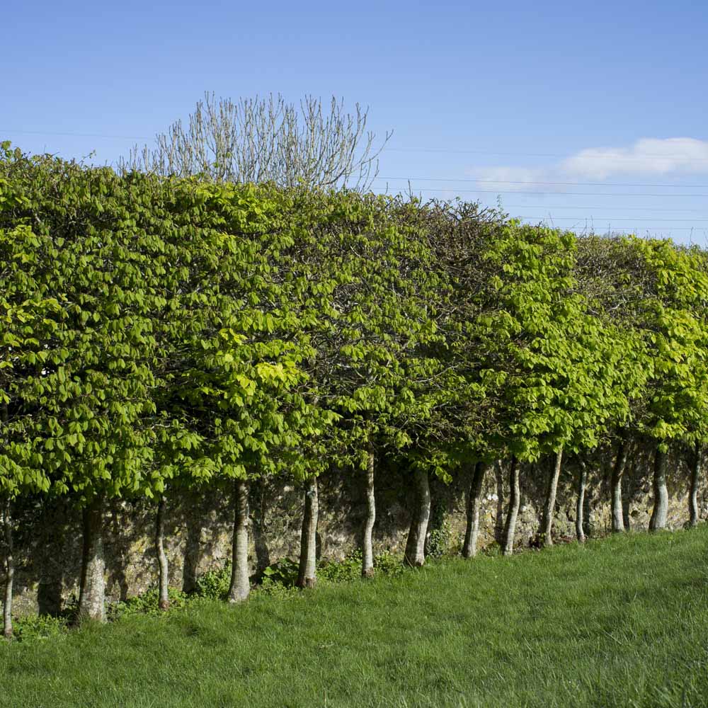 Carpinus betulus изгородь