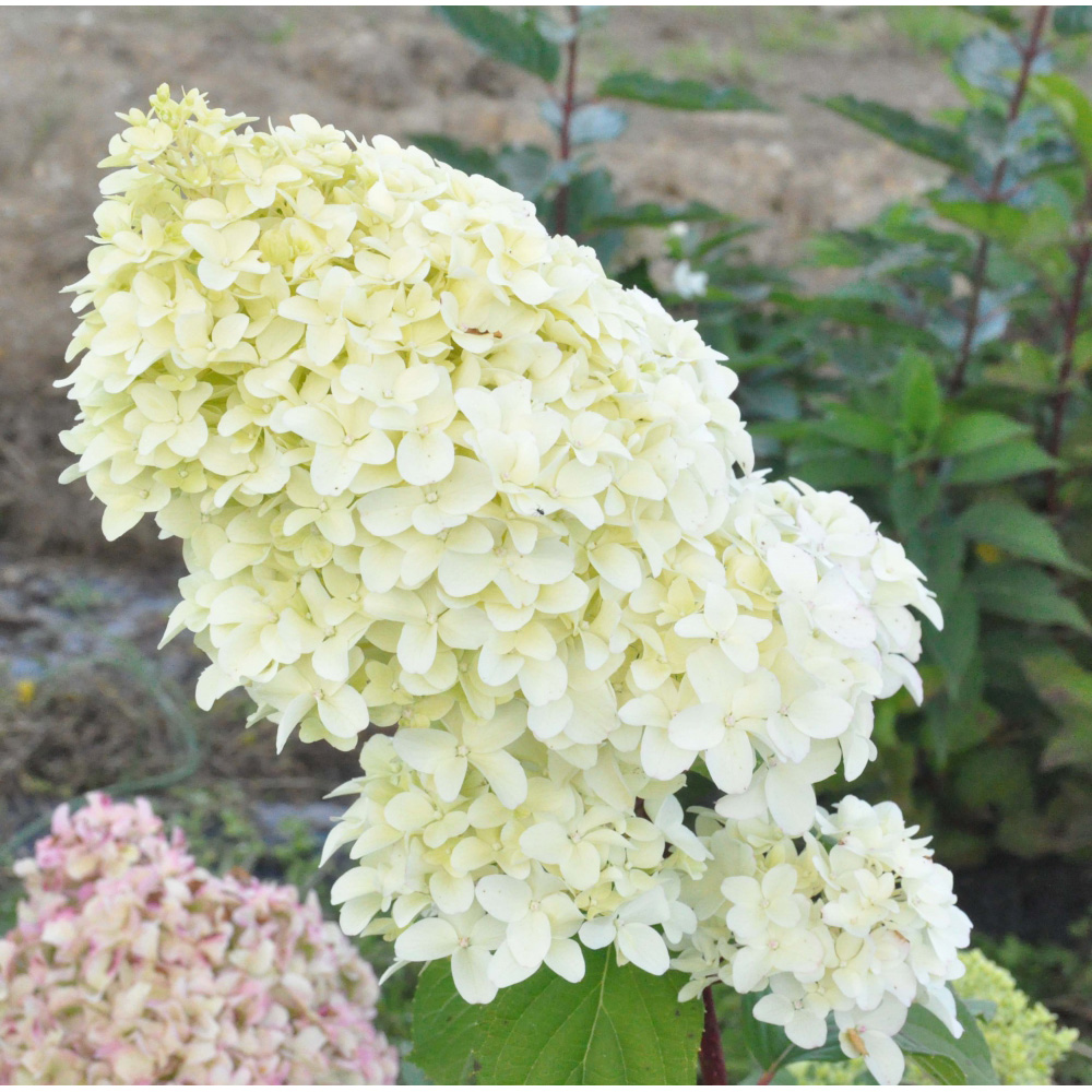 Hydrangea paniculata 'Diamantino'