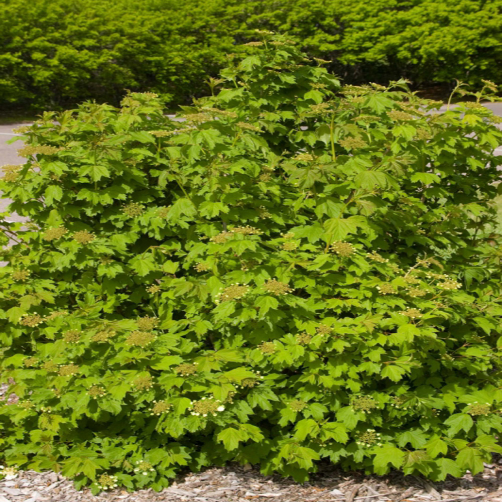 Viburnum trilobum 'Wentworth'