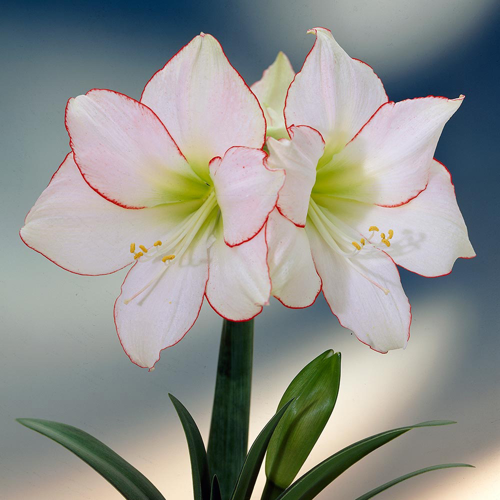 Hippeastrum Colibri Group Balentino Hippeastrum Balentino In