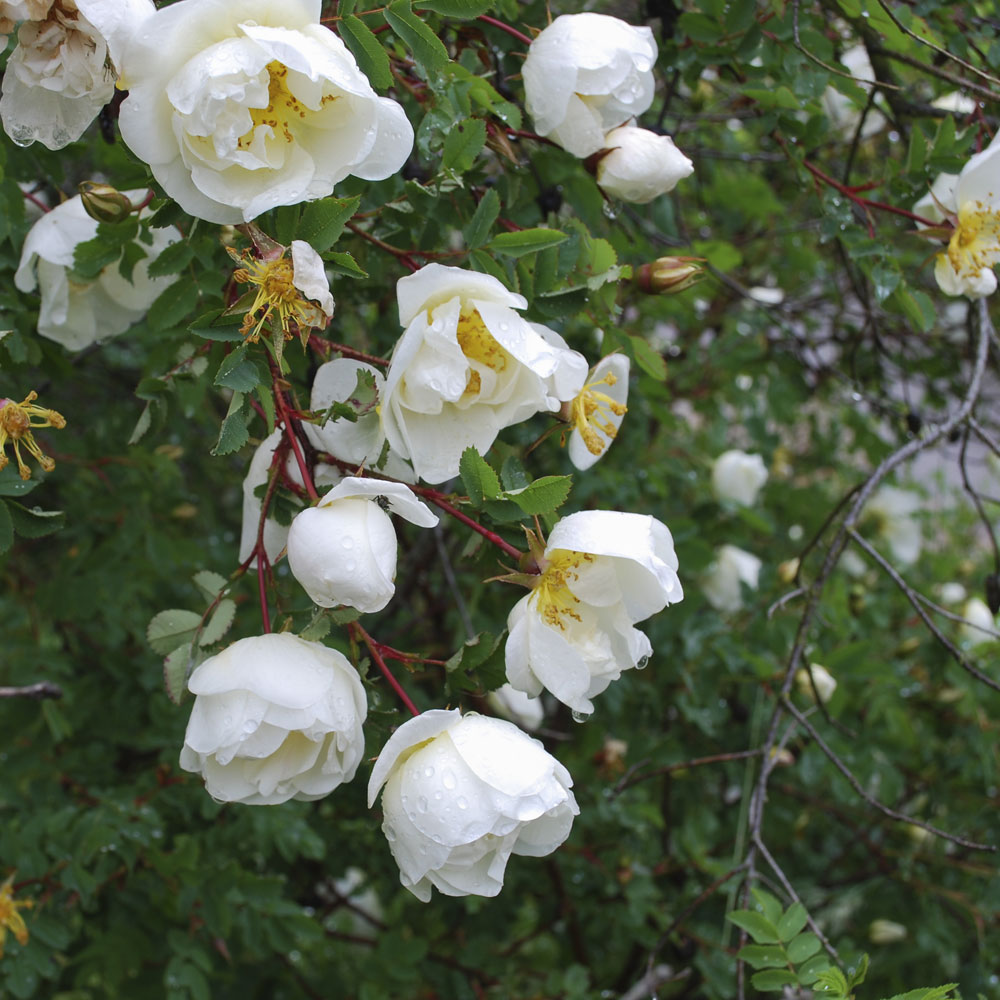 Burnet rose (Hedging)