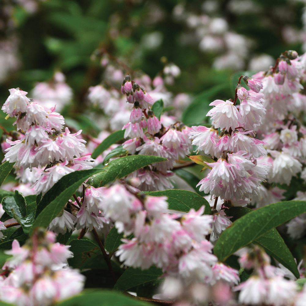 Deutzia crenata 'Pride of Rochester'