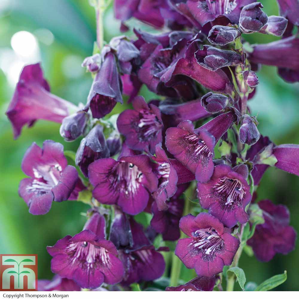 Penstemon 'Blackberry'