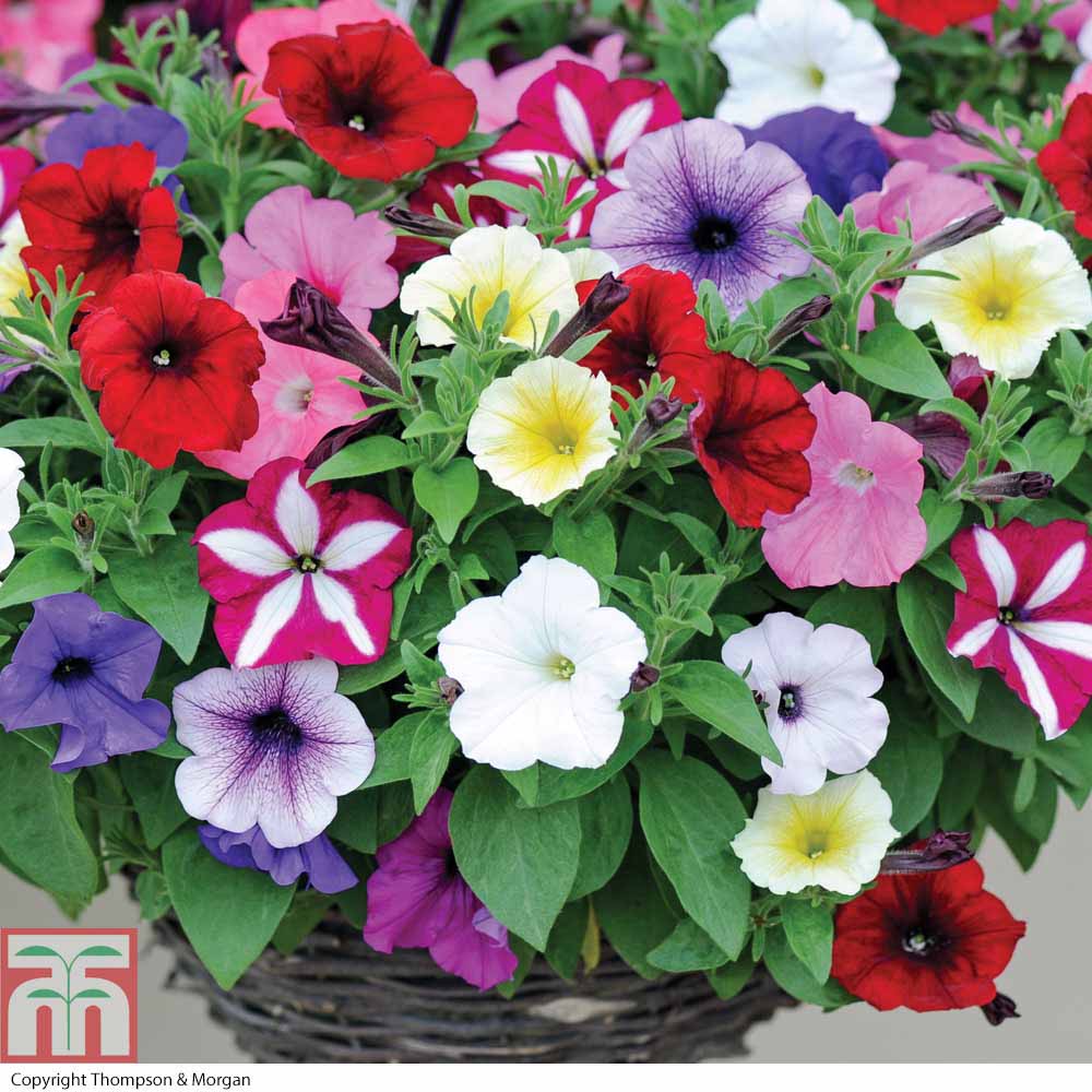 Petunia 'Easy Wave Ultimate Mixed'