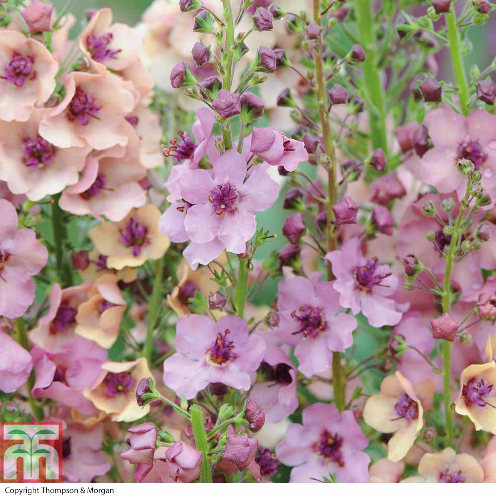 Verbascum x hybrida 'Southern Charm'