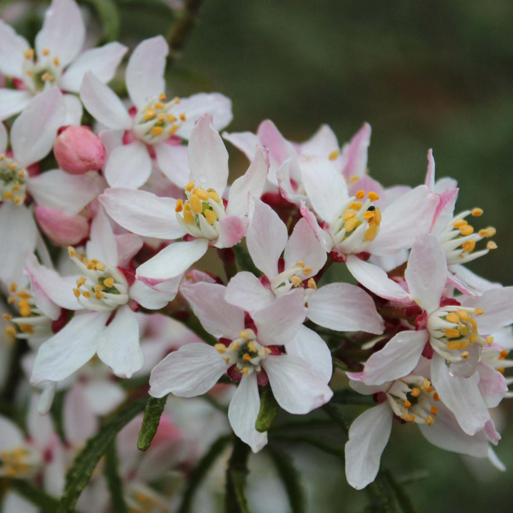 Choisya ternata 'Apple Blossom'