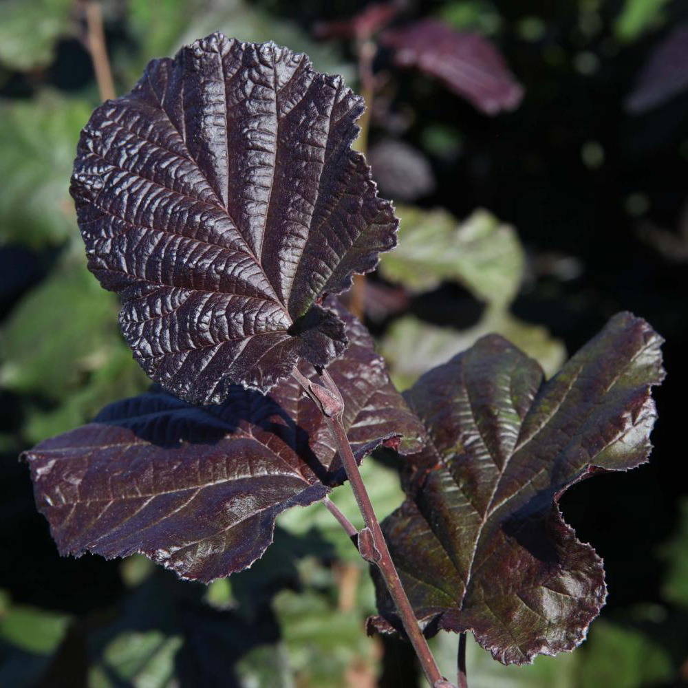 Corylus maxima 'Purpurea'