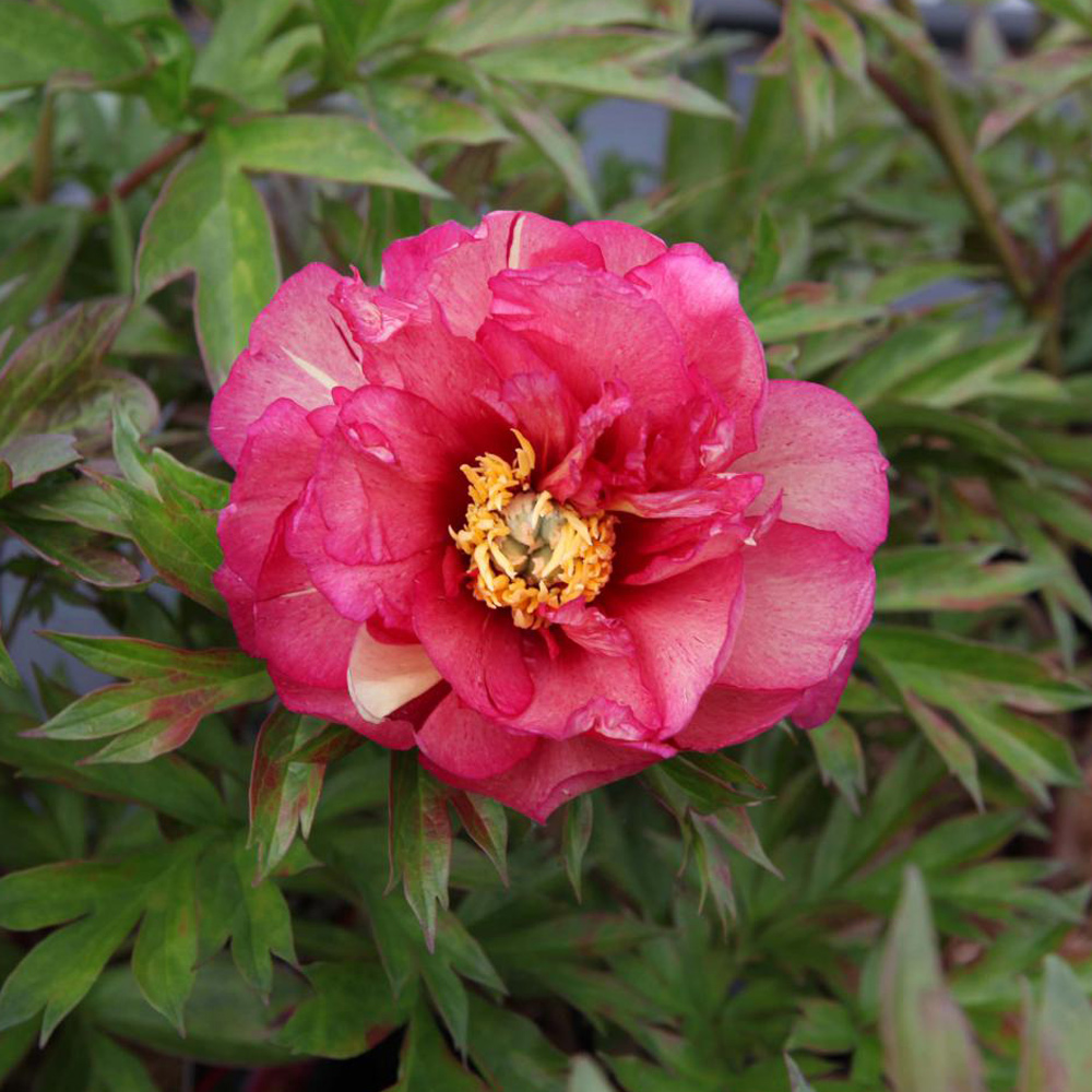 Peony 'Julia Rose'