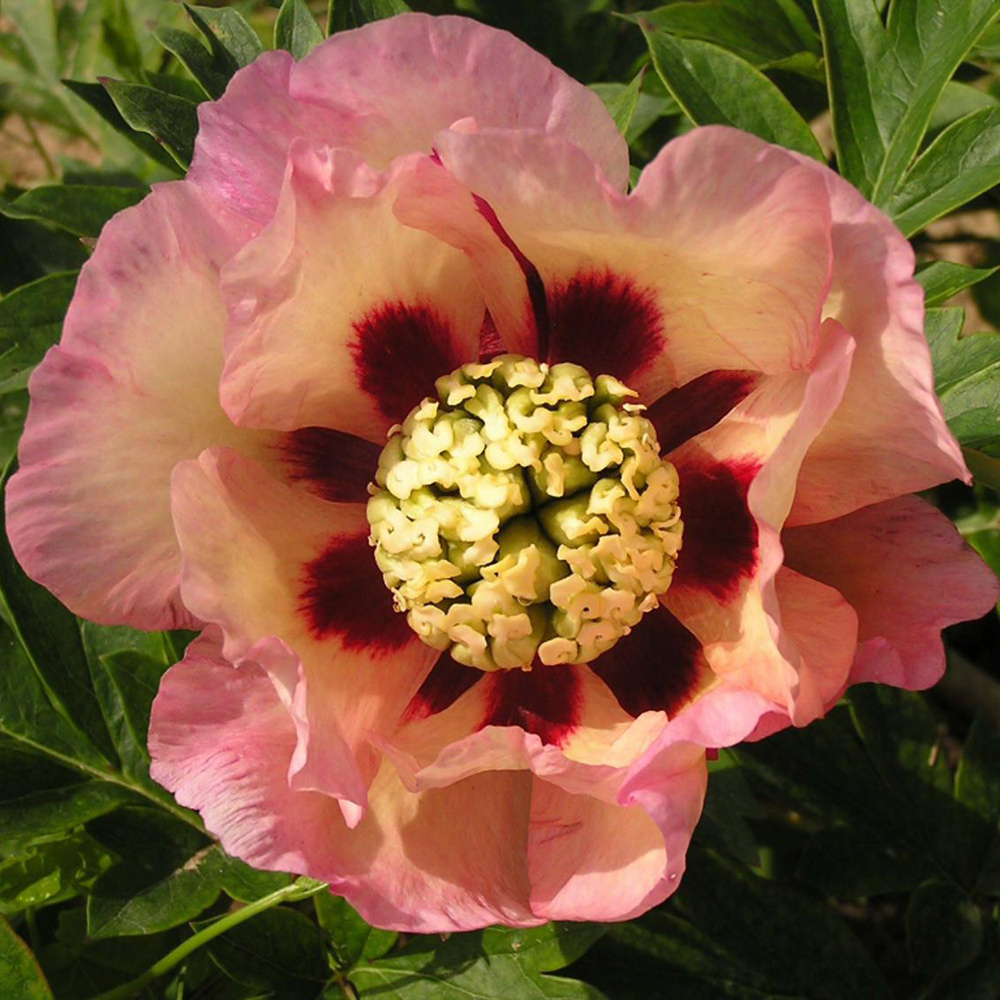 Peony 'Pastel Splendor'