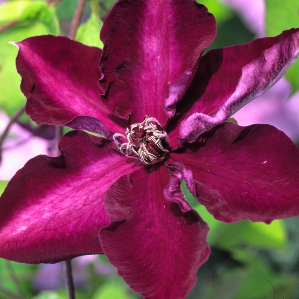 Clematis Amethyst Beauty&trade; evipo043