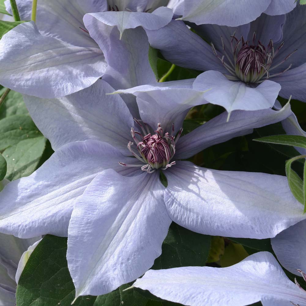 Clematis Bernadine&trade; evipo061