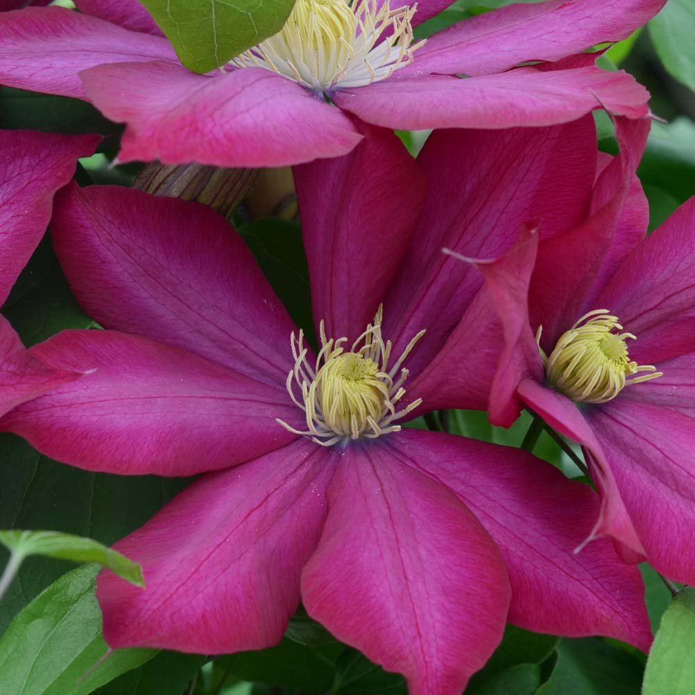 Clematis Bourbon&trade; evipo018