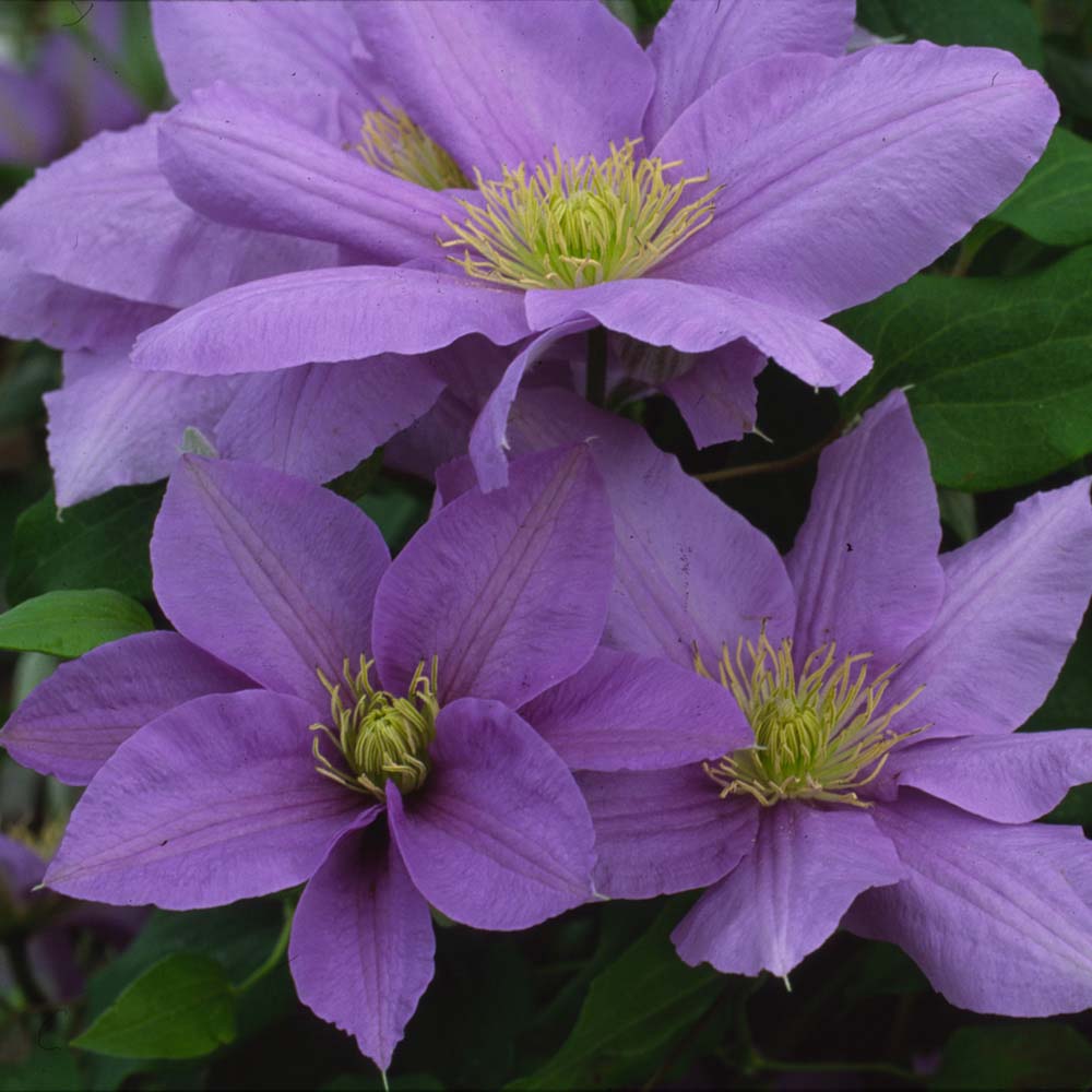 Clematis Cezanne&trade; evipo023