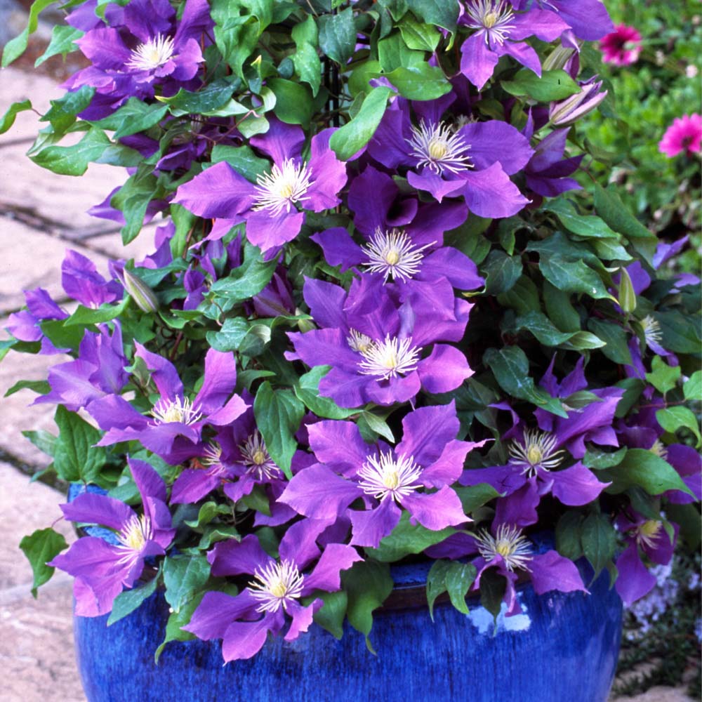 Clematis Chevalier&trade; evipo040