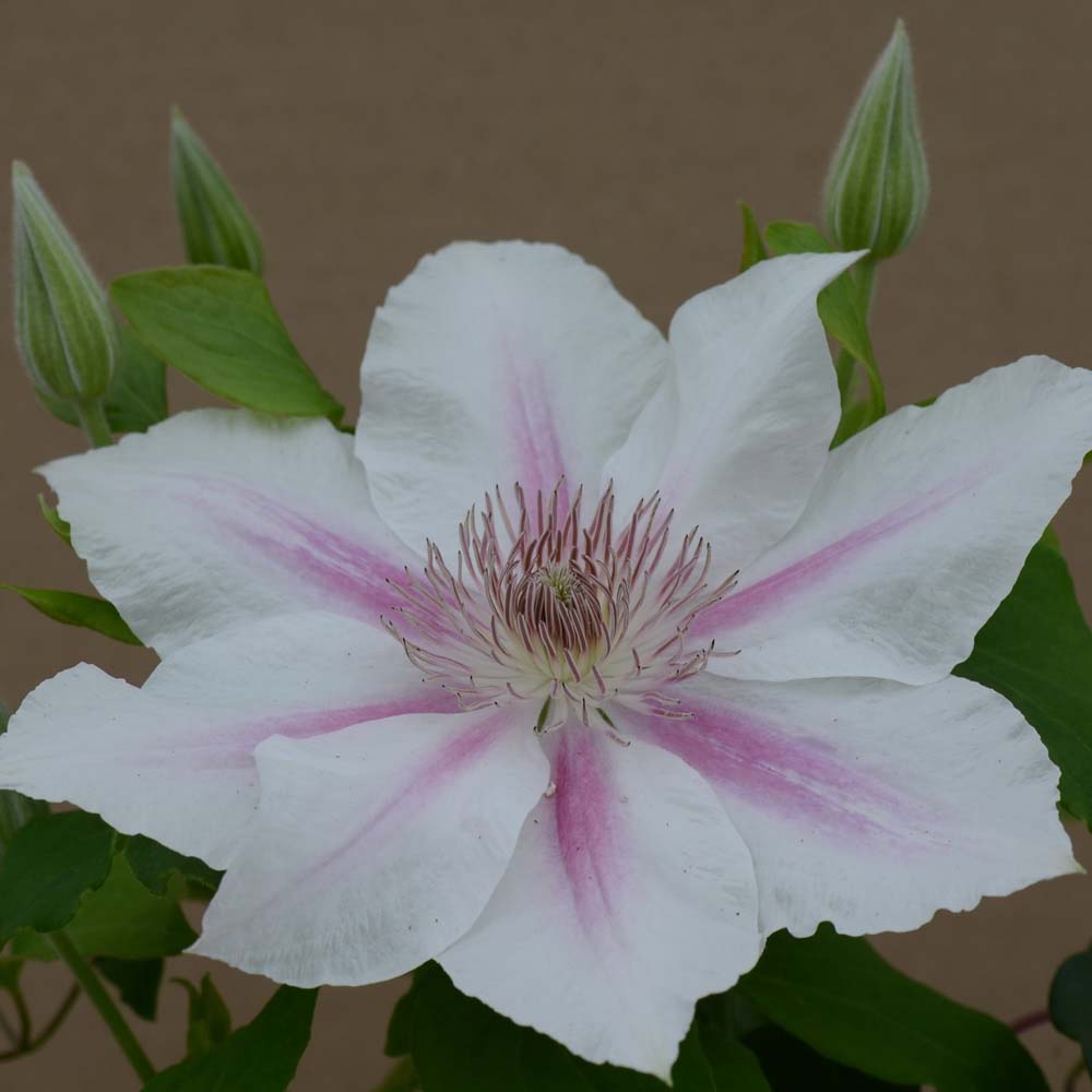 Clematis Corinne&trade; evipo063