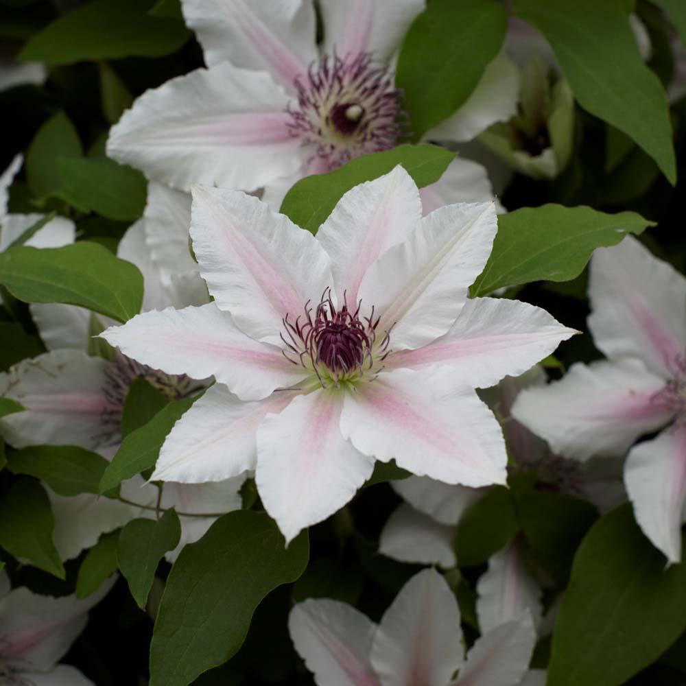 Clematis The Countess Of Wessex&trade; evipo073