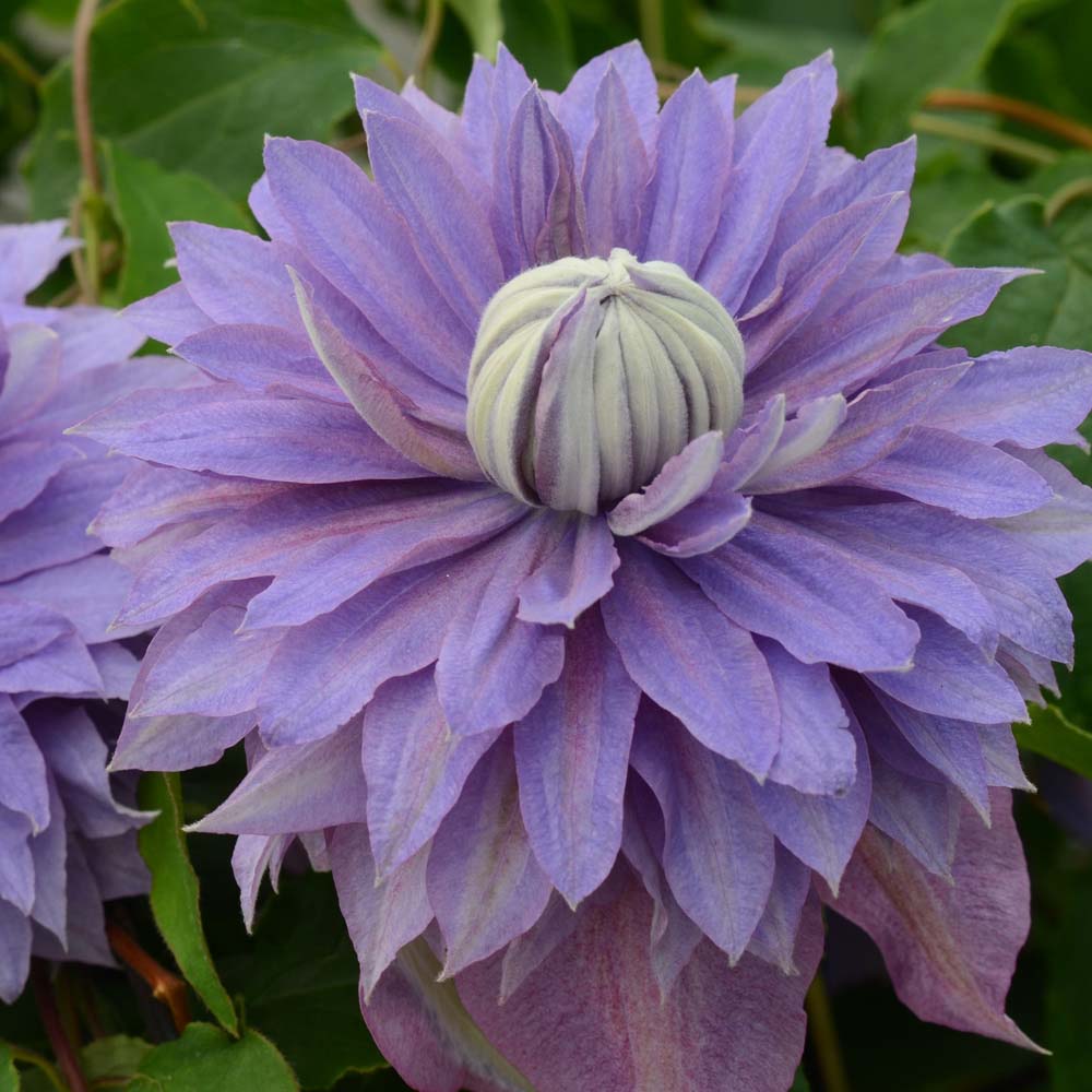 Clematis Diamantina&trade; evipo039