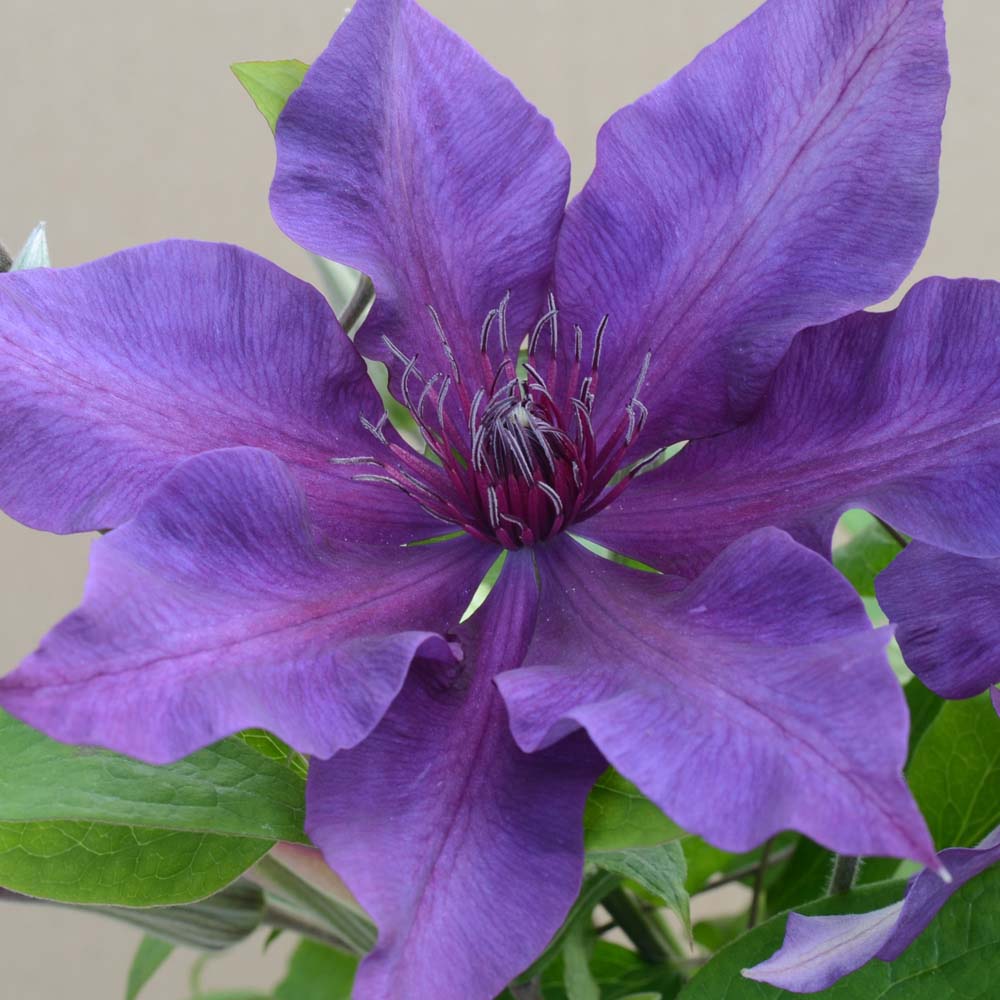 Clematis Fleuri&trade; evipo042