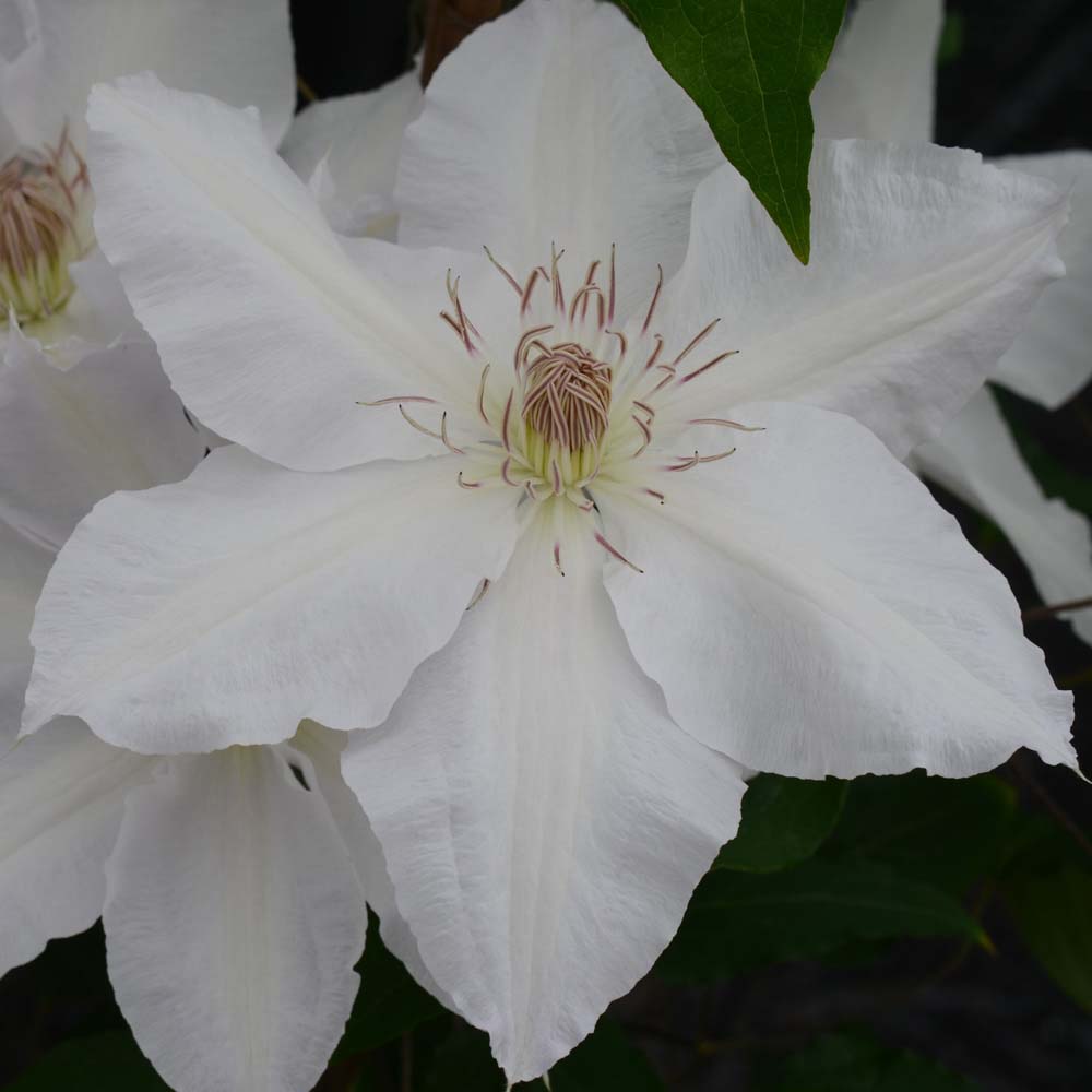 Clematis Hyde Hall&trade; evipo009