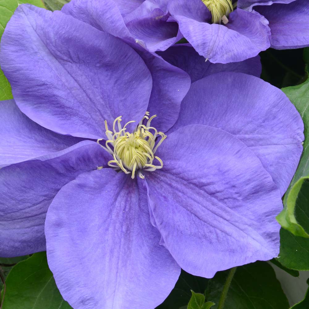 Clematis Kingfisher&trade; evipo037