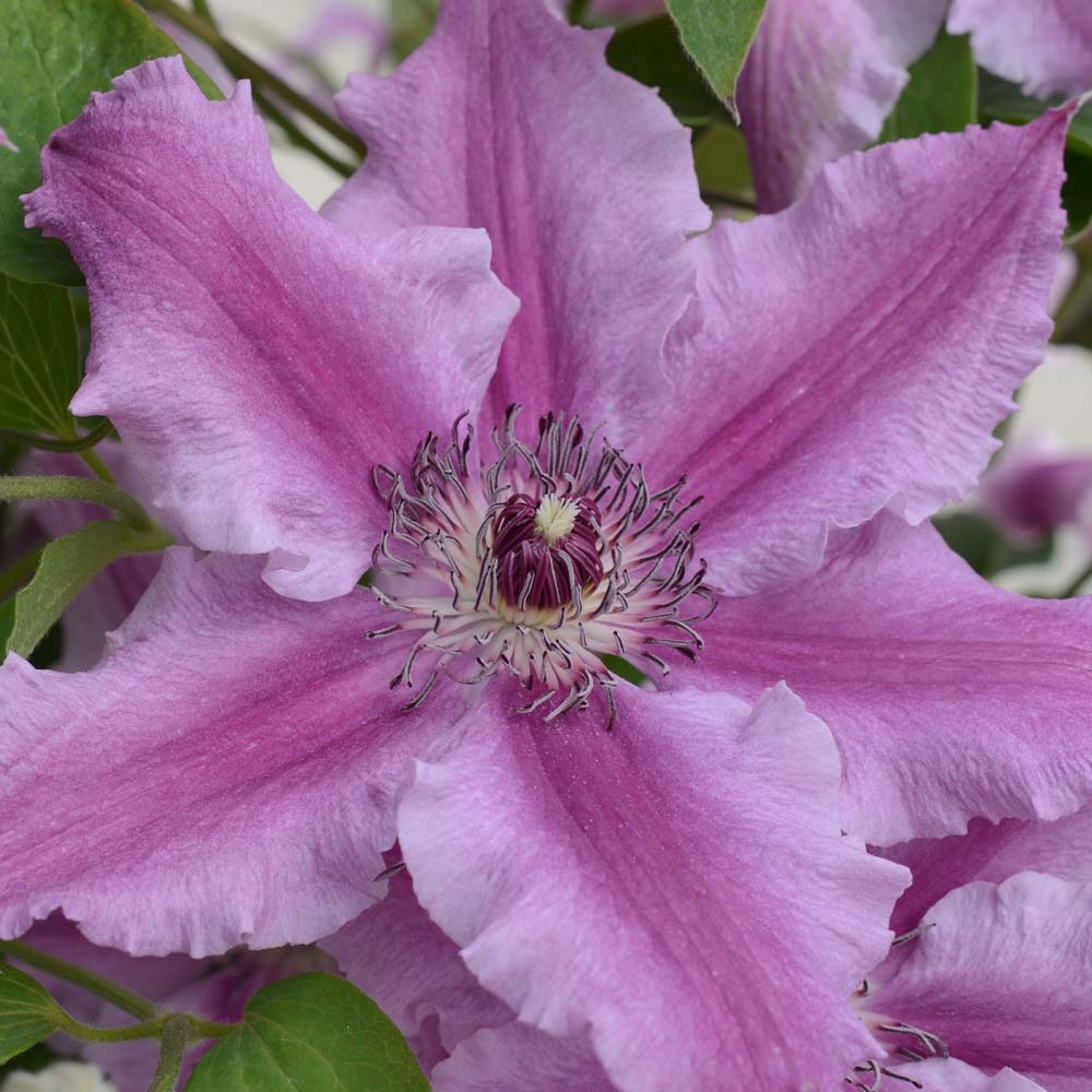 Clematis Ooh La La&trade; evipo041