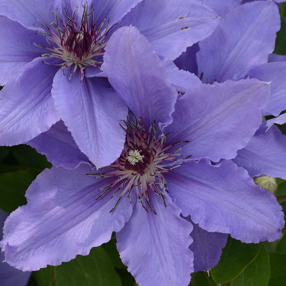 Clematis Parisienne&trade; evipo019