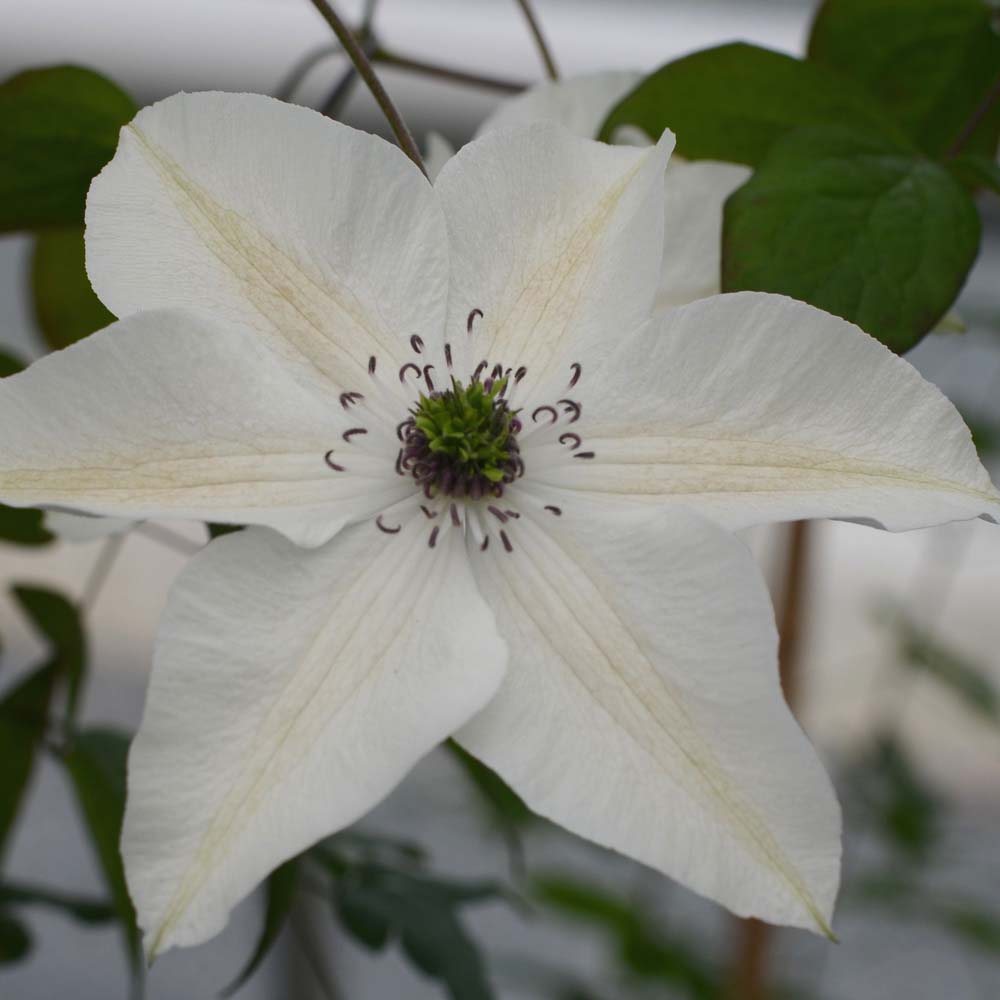 Clematis Pistachio&trade; evirida